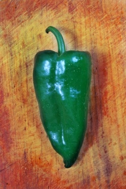 poblano chile